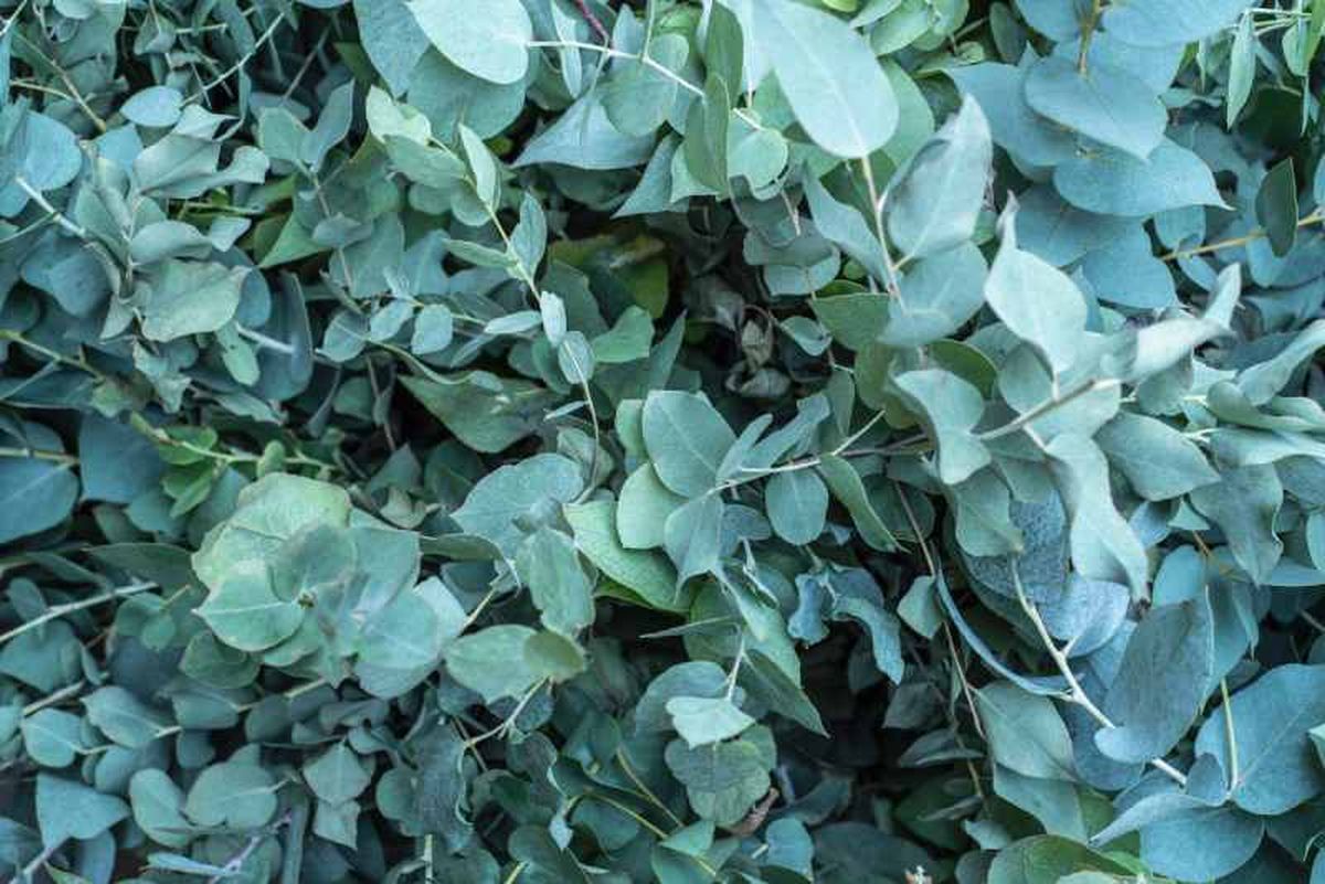 Eucalyptus cinerea