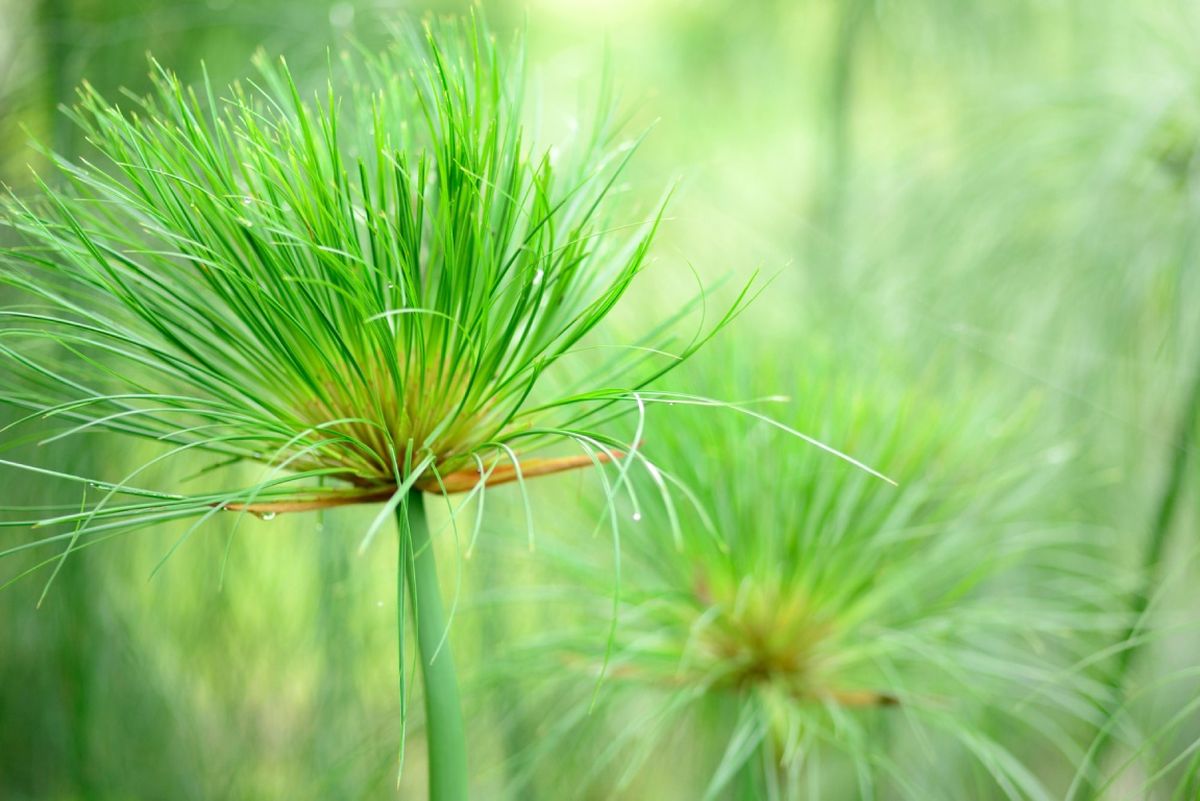 Papiro o Cyperus papyrus.