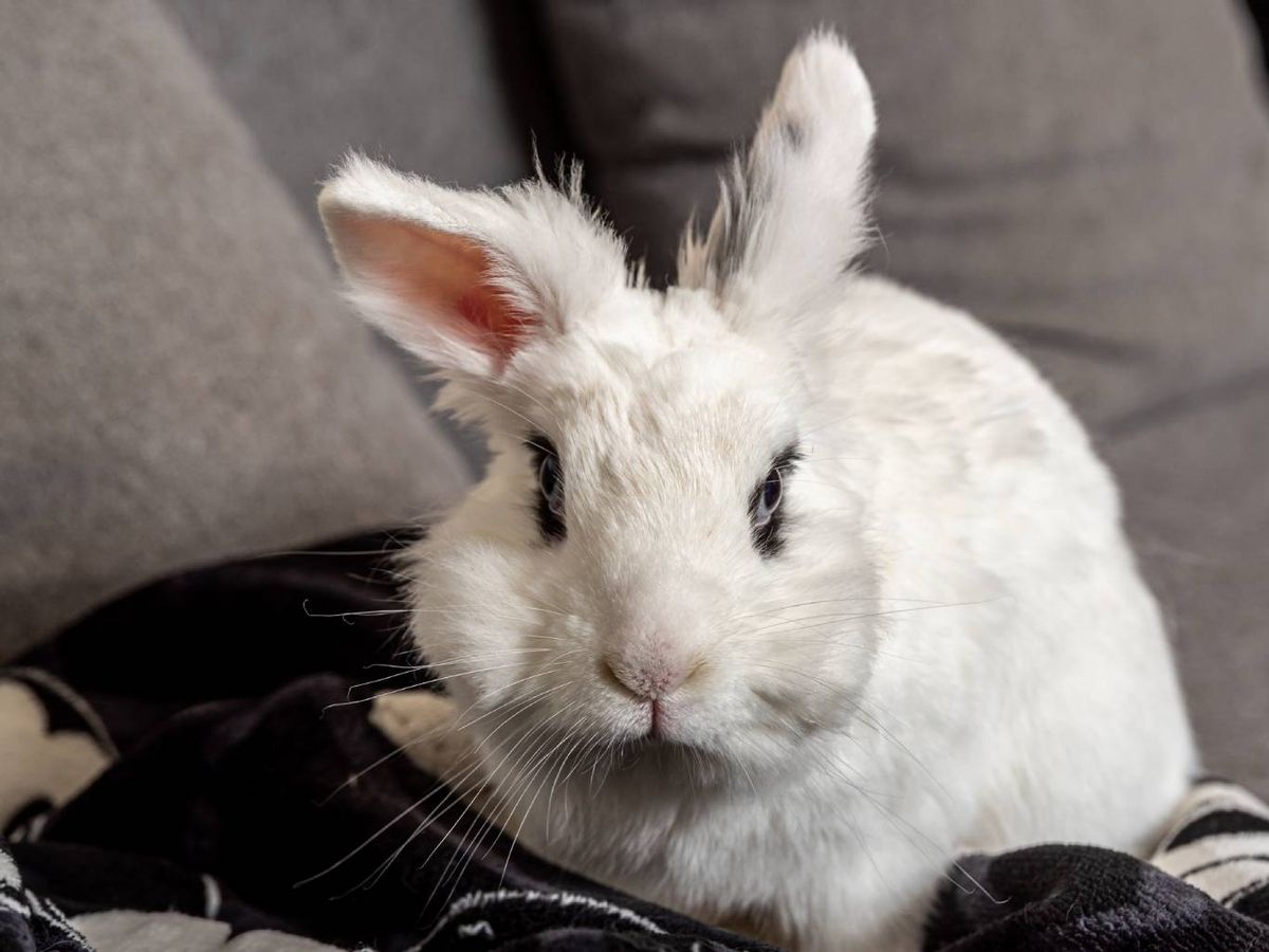 Conocido por su pelaje blanco y su característico contorno negro alrededor de sus ojos.