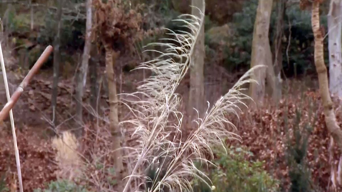 deco 684 hierba pampa plumero