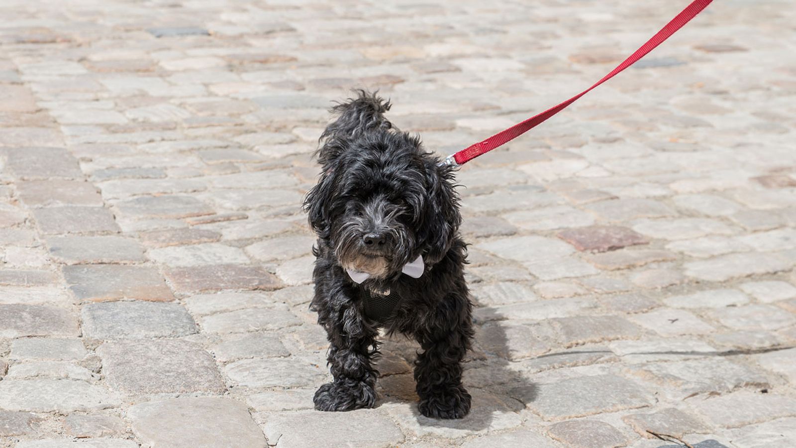 schnoodle correa schnoodle correa