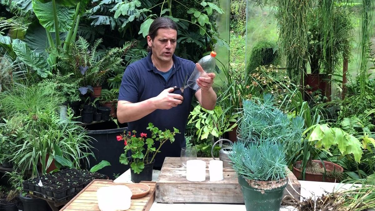 como esquejar con papel higienico paso 2