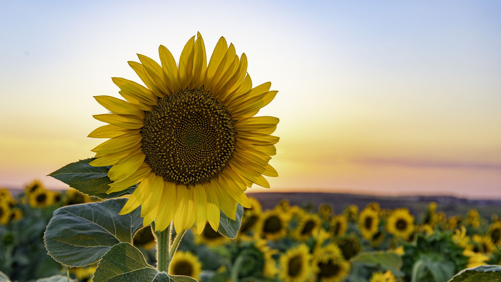 Apuesta por especies anuales y perennes para un jardín vivo todo el año
