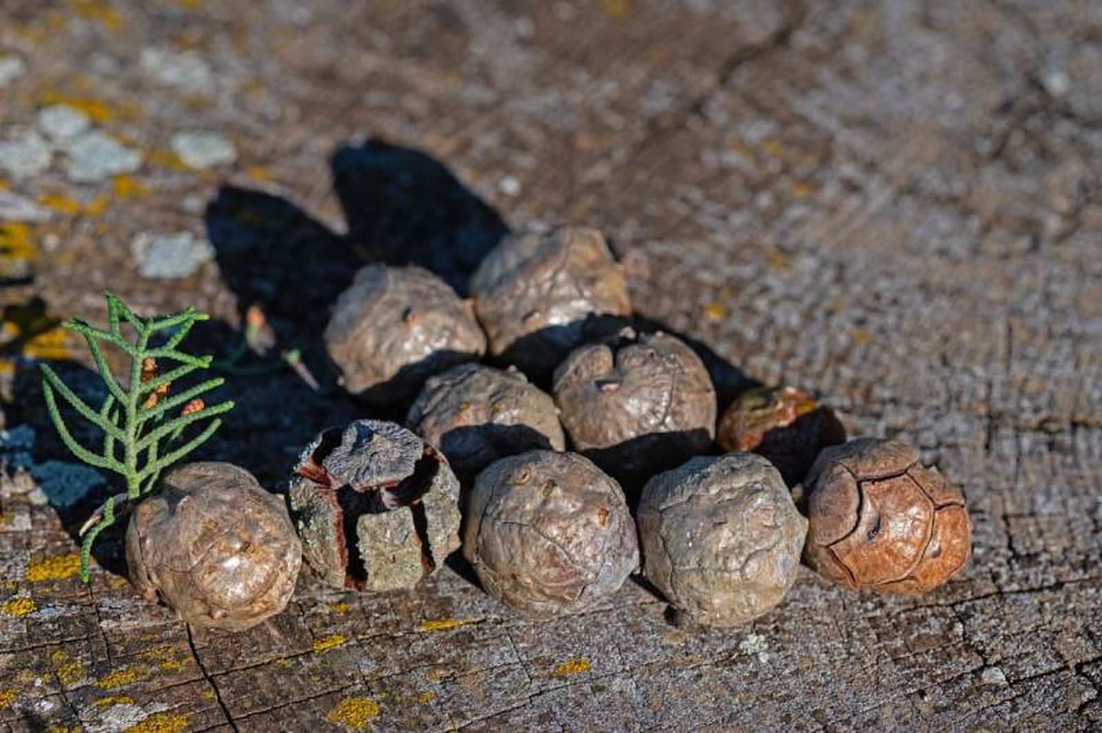 Las semillas del ciprés se encuentran en su interior Las semillas del ciprés se encuentran en su interior