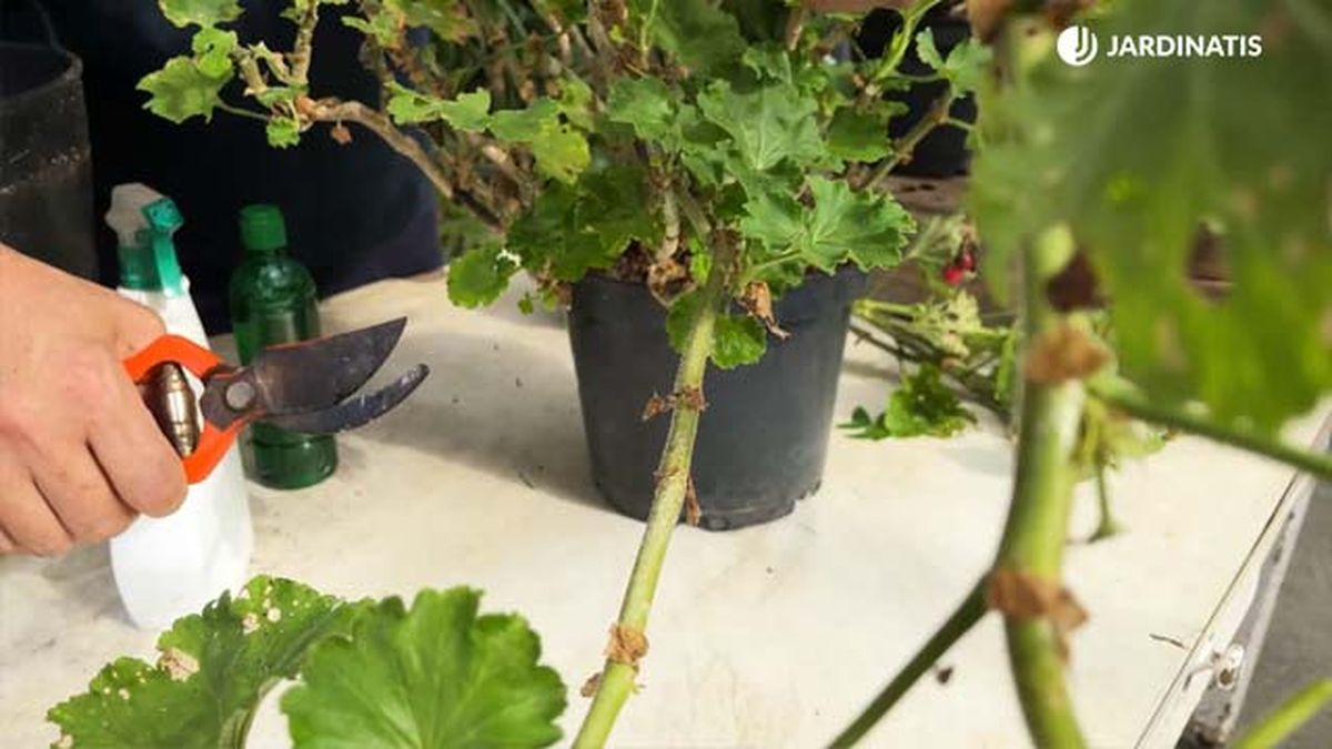 como podar los geranios jardinatis 22 23
