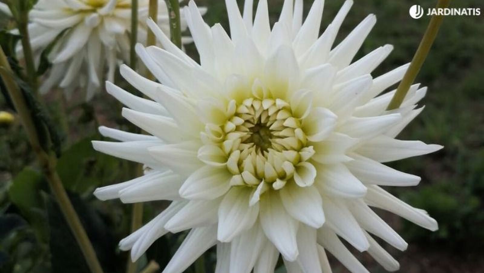 Dalia