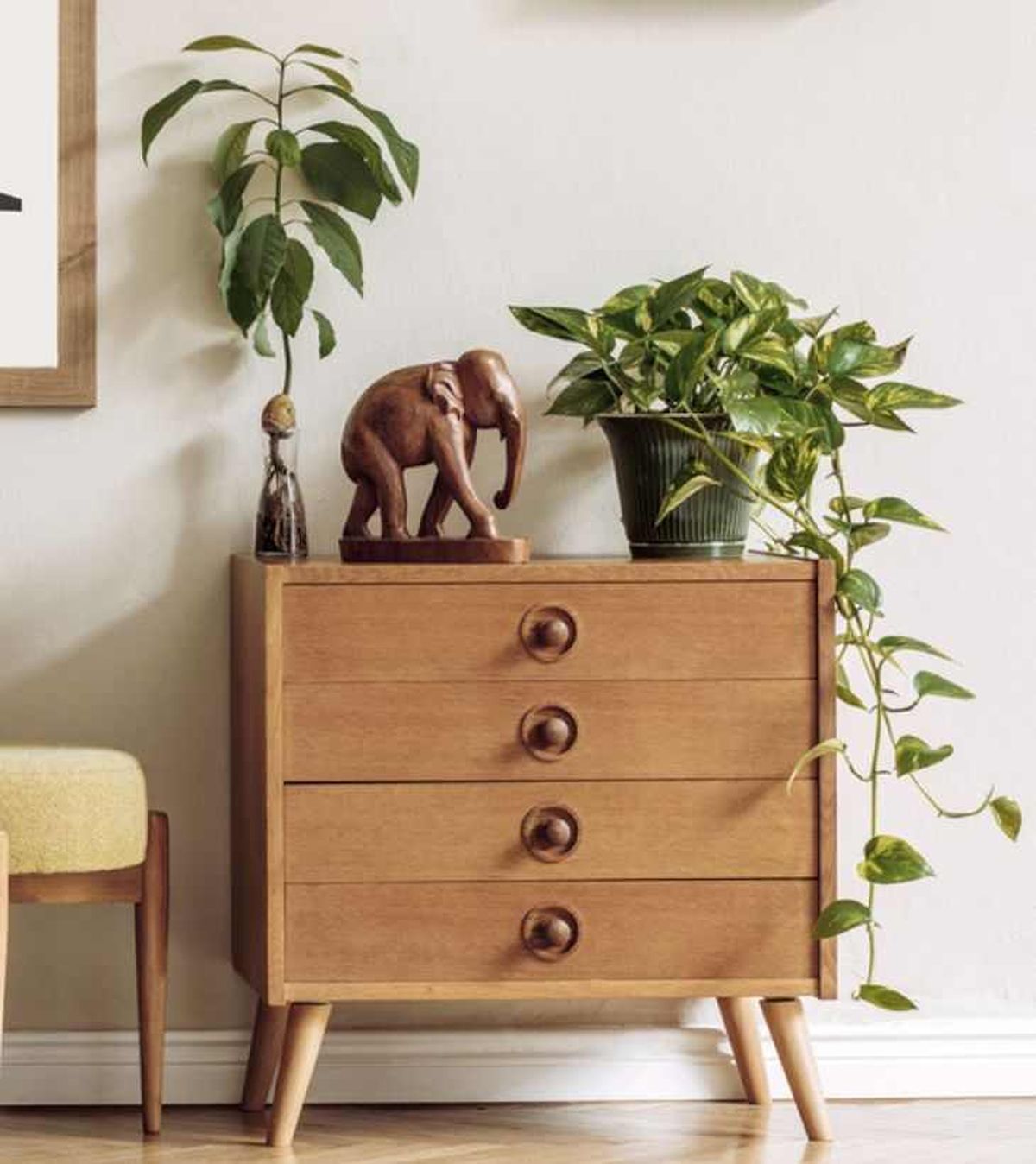 Poto junto a una planta de aguacate