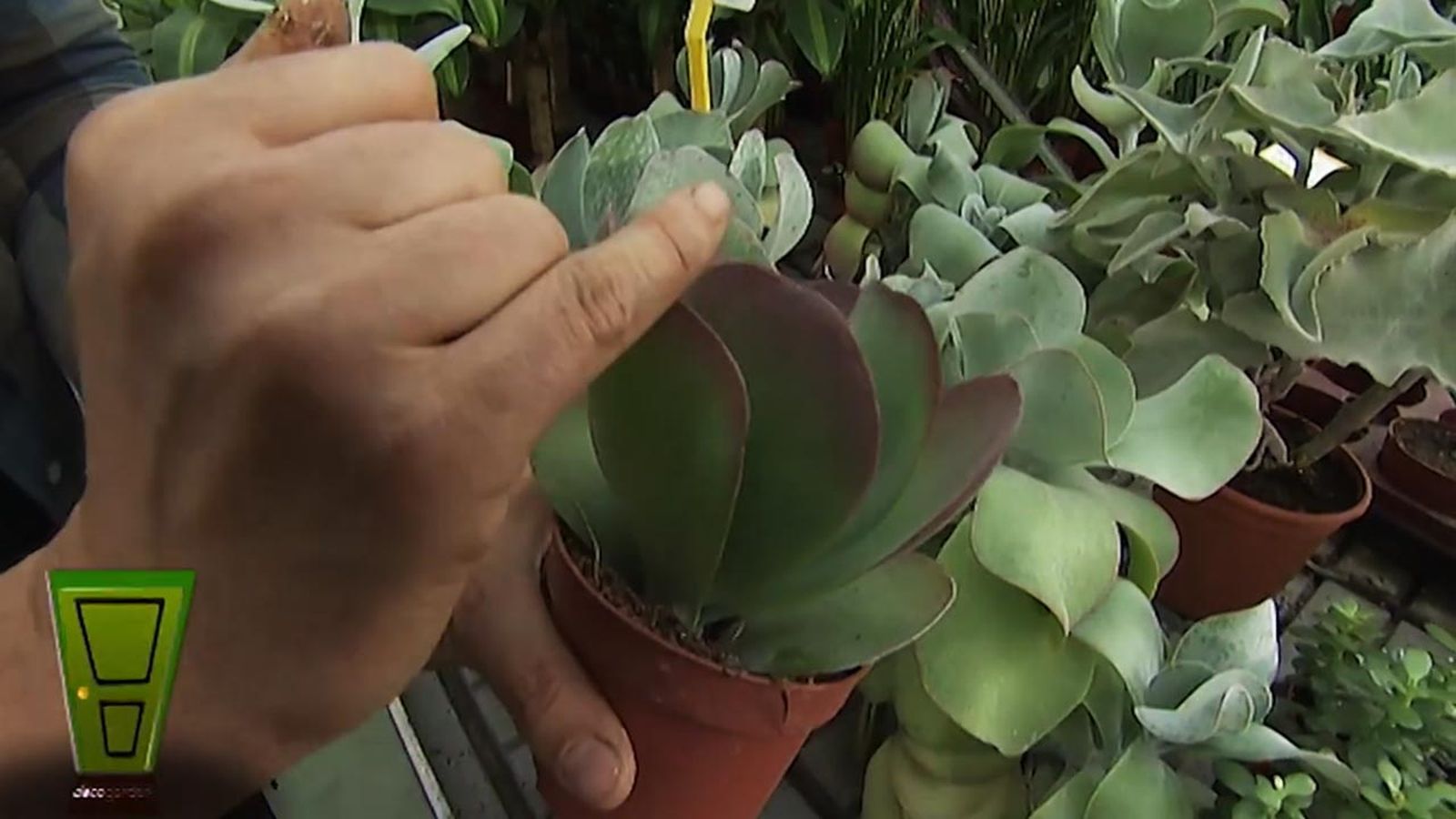 variedad Kalanchoe Thyrsiflora Red Lips deco jardin 373 variedad Kalanchoe Thyrsiflora Red Lips deco jardin 373