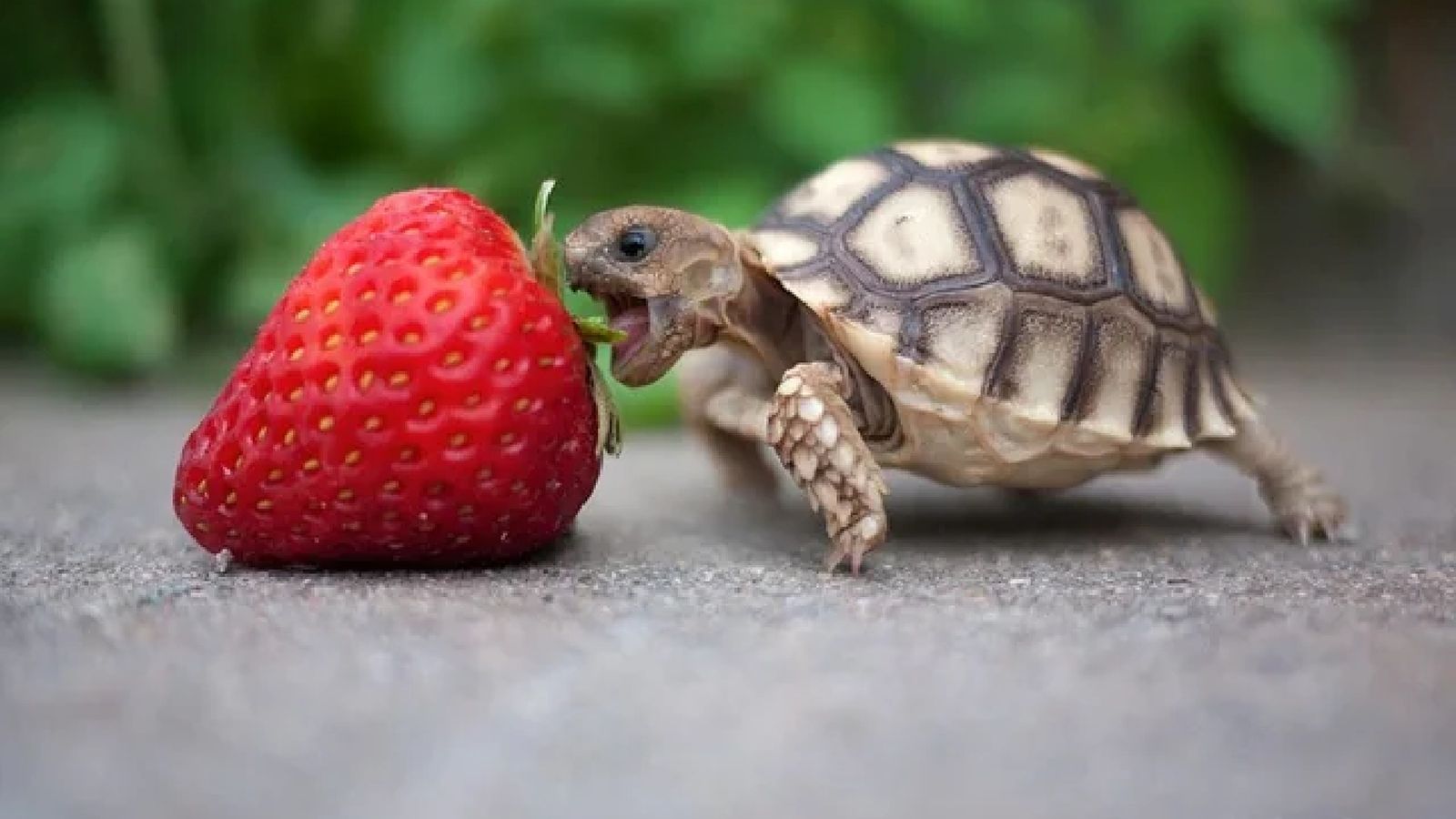 ¿Sabías que a las tortugas terrestres les encantan las fresas?