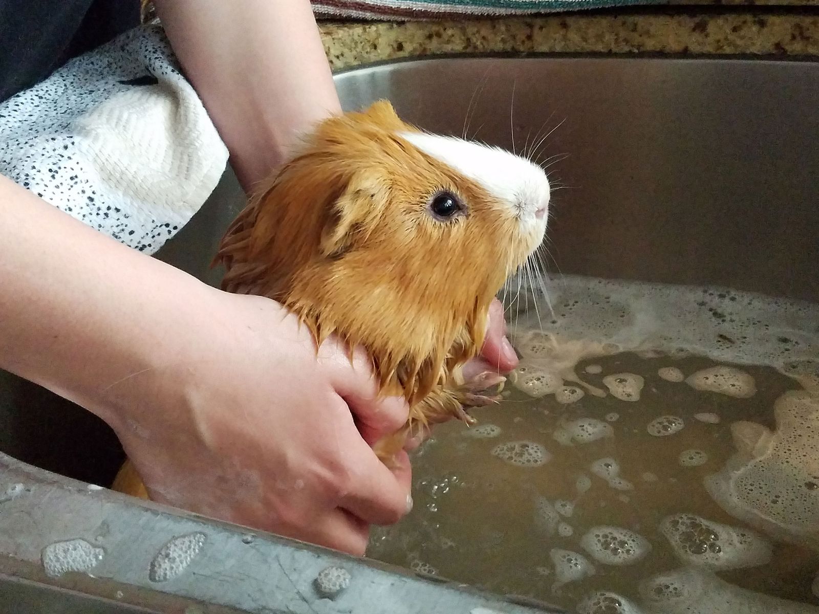 bañar cobaya casa