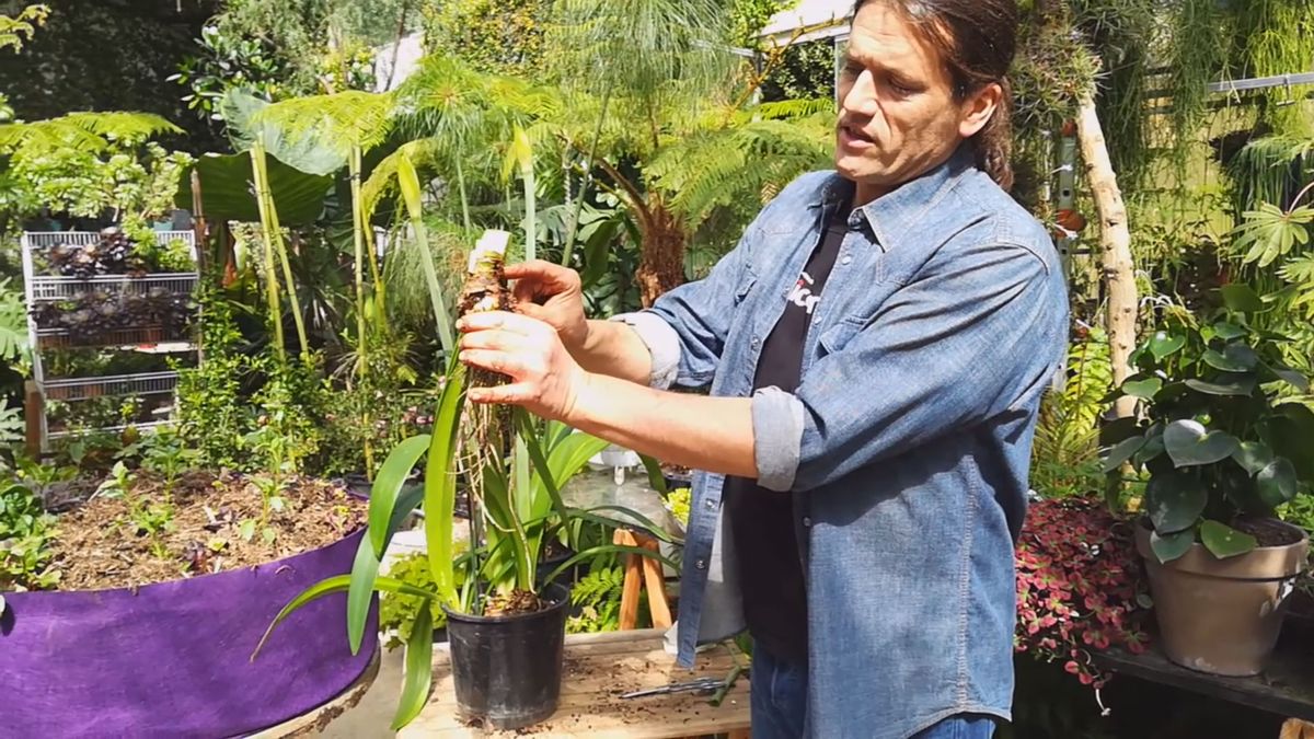 cuidados hippeastrum cubrir bulbo