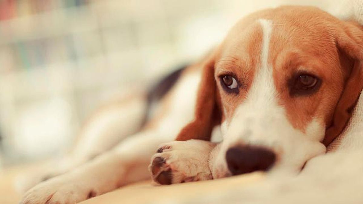 linfoma en nuestras mascotas 3