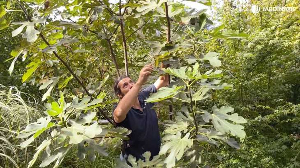 higuera en el jardin