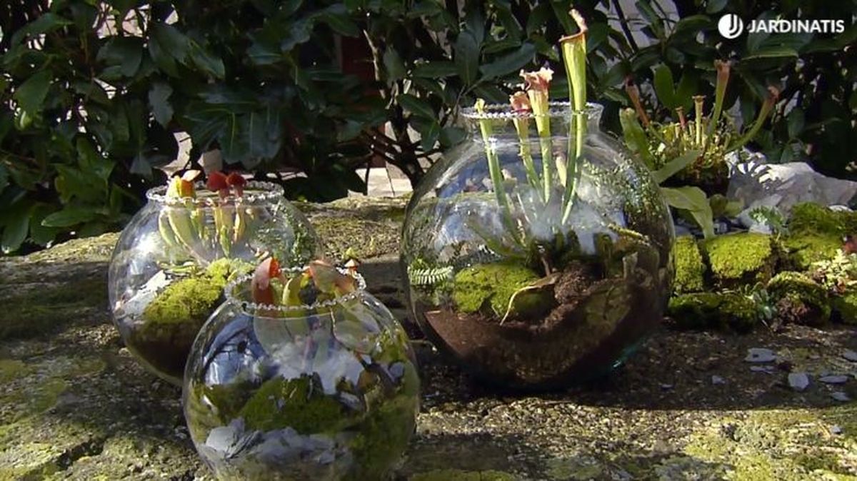 Plantas carnívoras en peceras