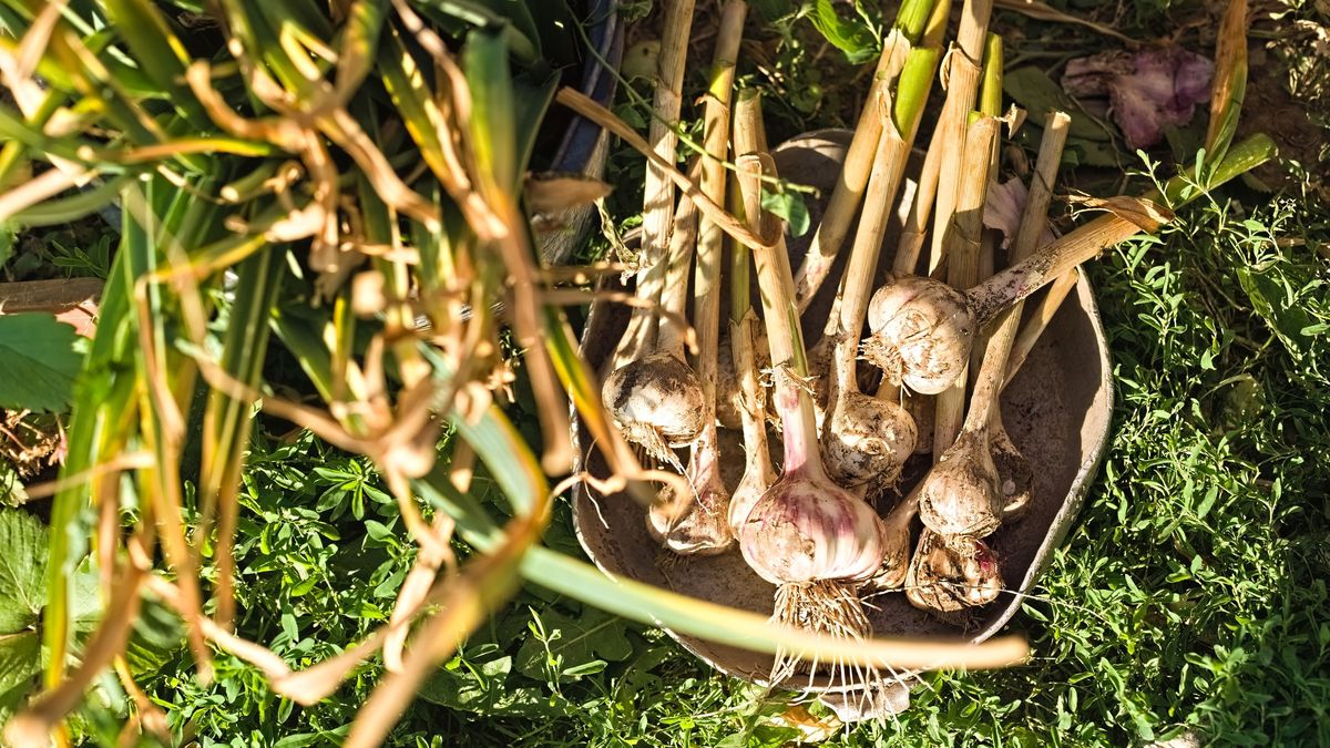 El ajo debe plantarse en otoño para recoger en primavera