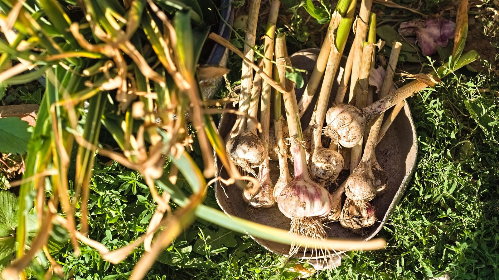 El ajo debe plantarse en otoño para recoger en primavera