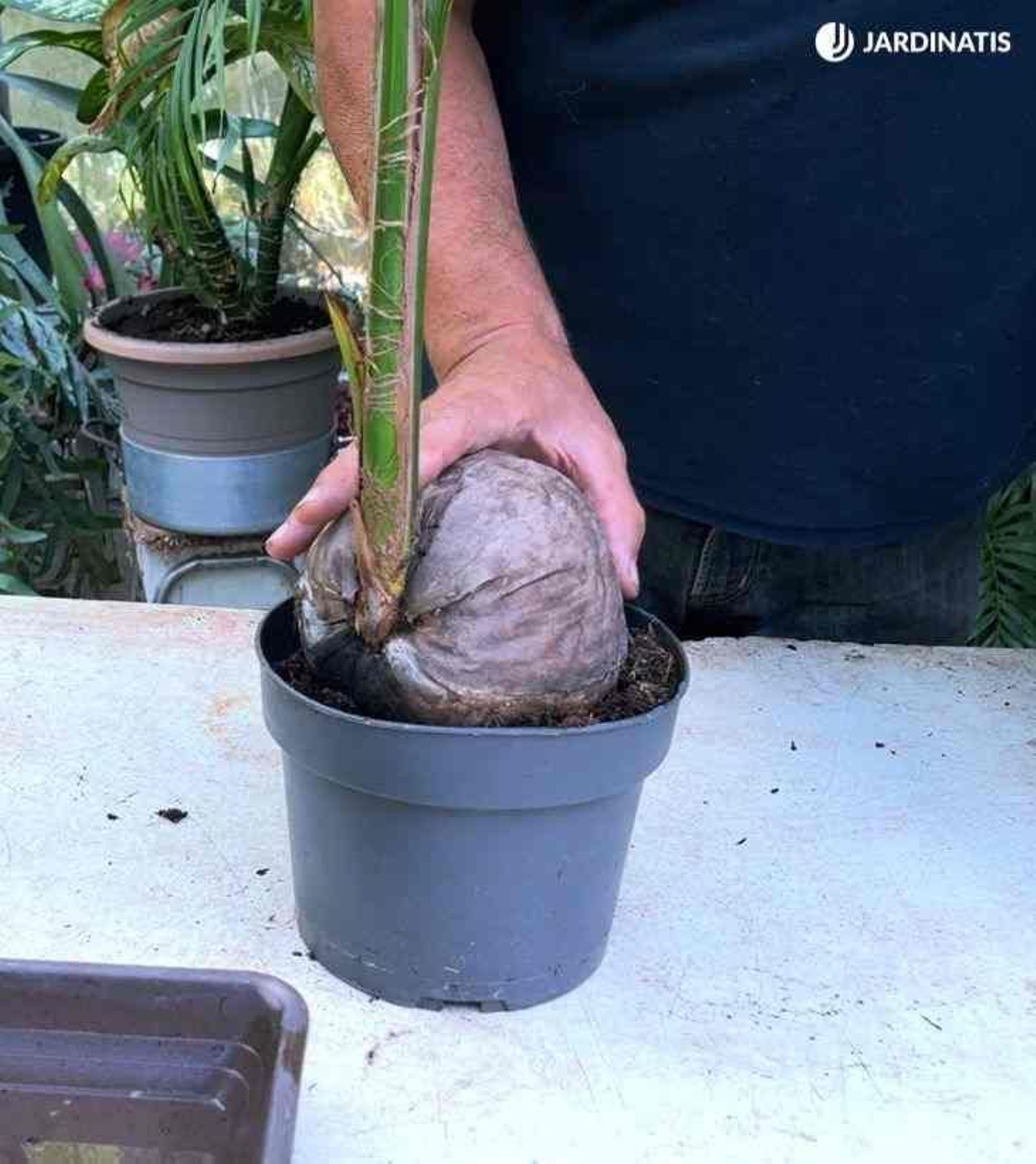 coco plantado jardinatis 48