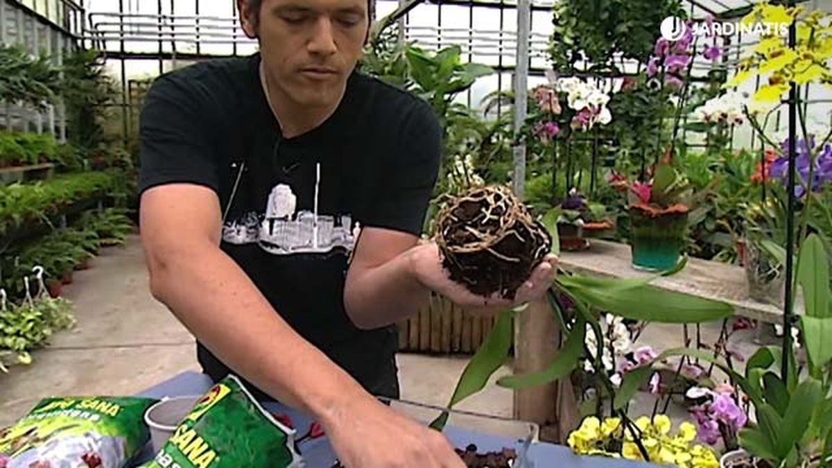 cepellon orquidea oncidium dama danzante deco 304 jardinatis