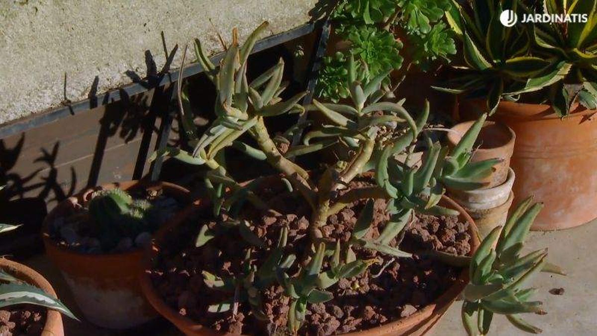 La grava volcánica es el acolchado mineral por excelencia