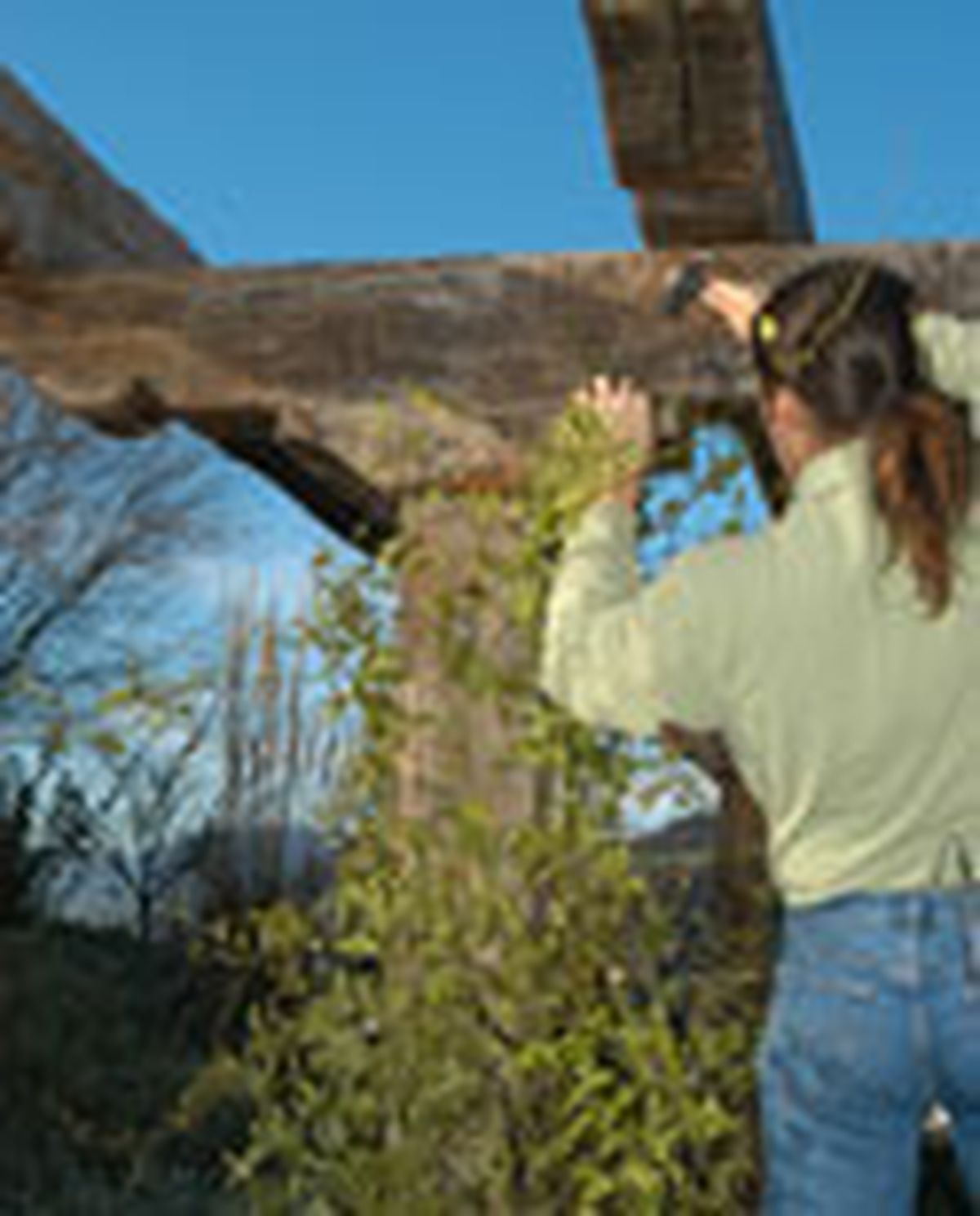 guiar enredadera p02