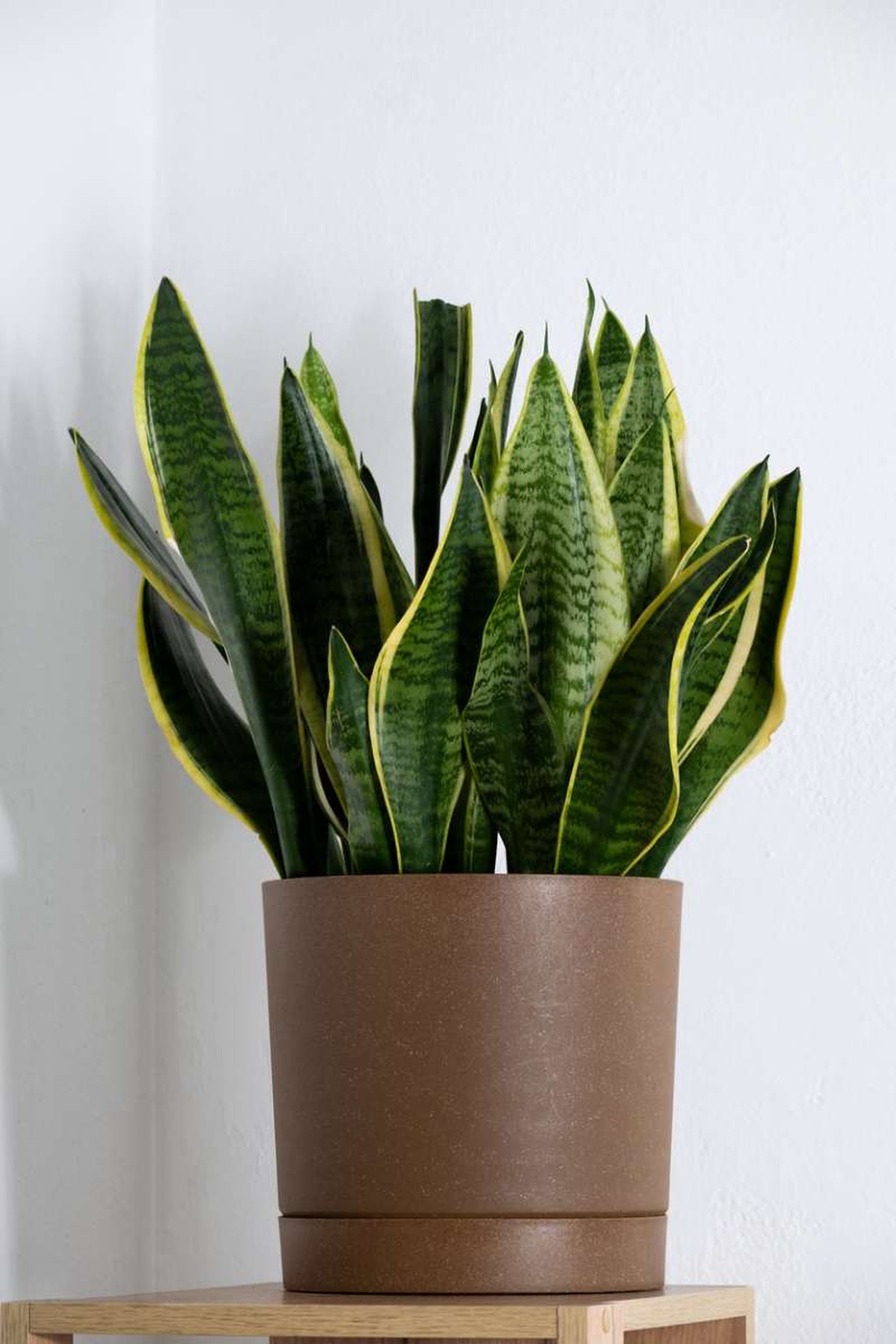 Sansevieria trifasciata. Sansevieria trifasciata.
