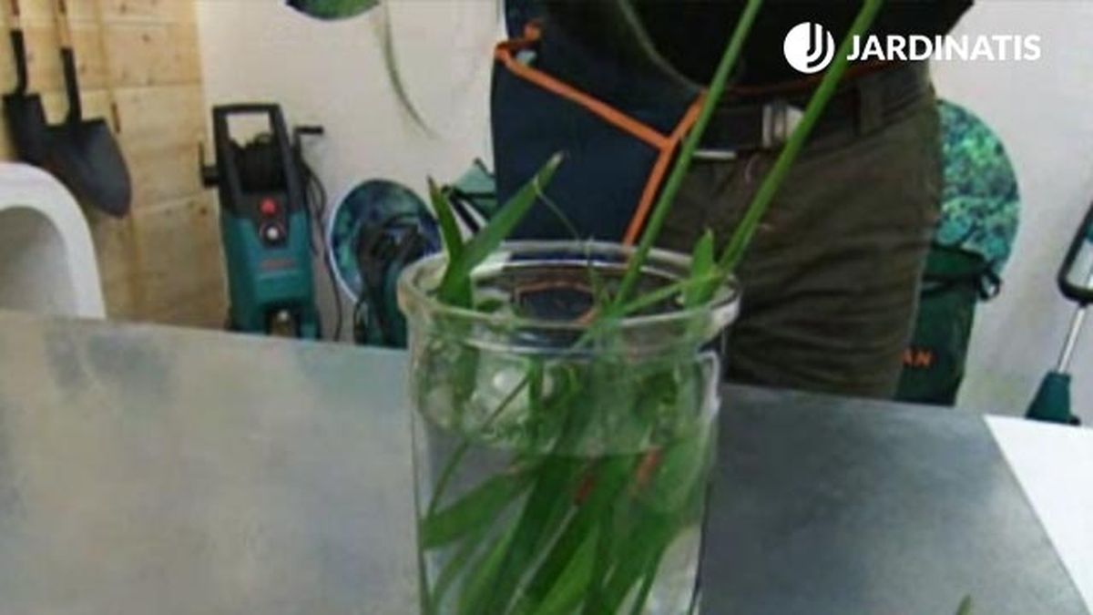 como reproducir el papiro brico 481