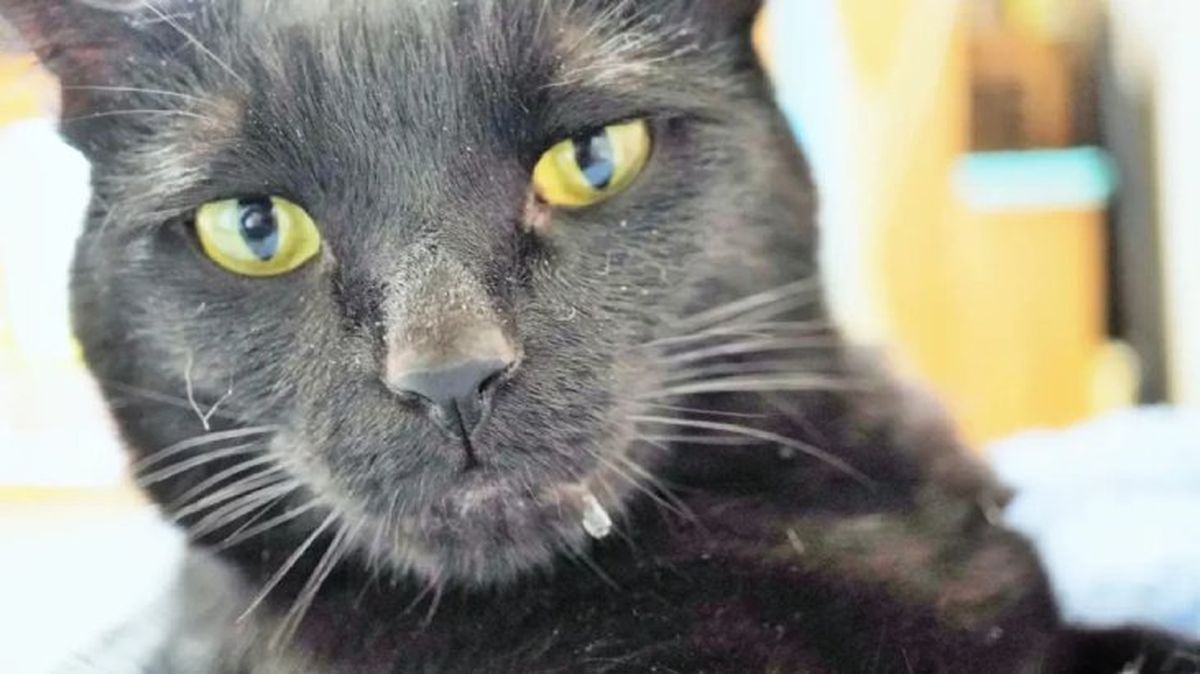 causas por las que un gato babea 2