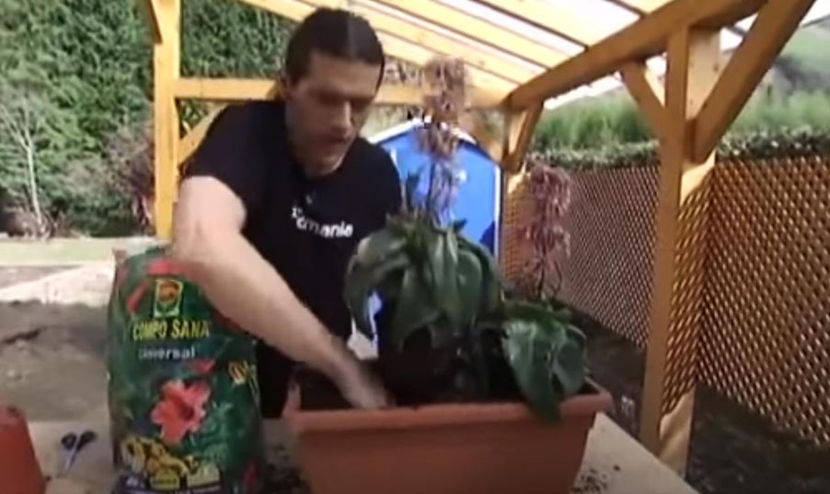 kalanchoe daigremontiana trasplante