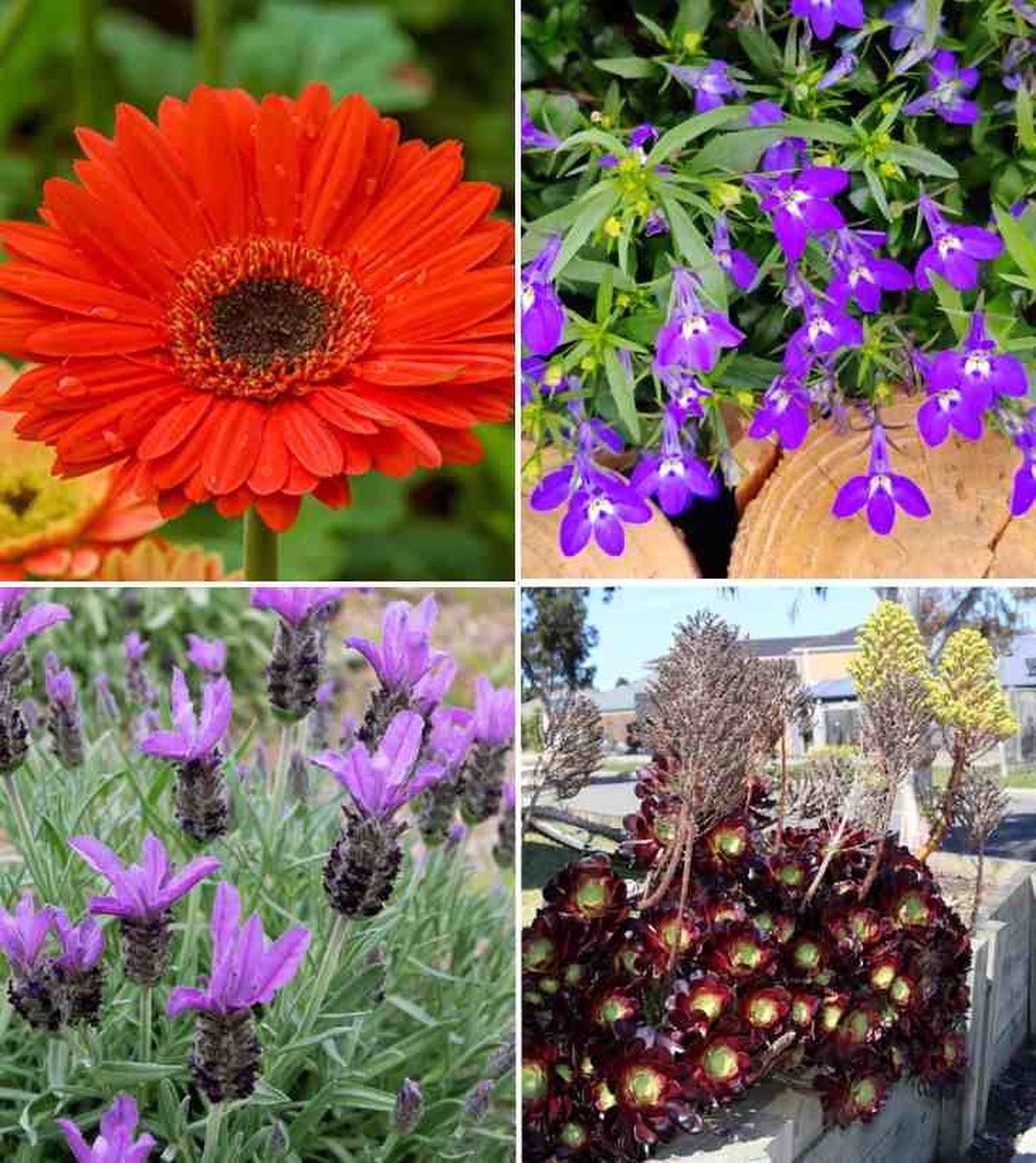 De izq. a drcha.: gerbera, lobelia, lavanda y aenium