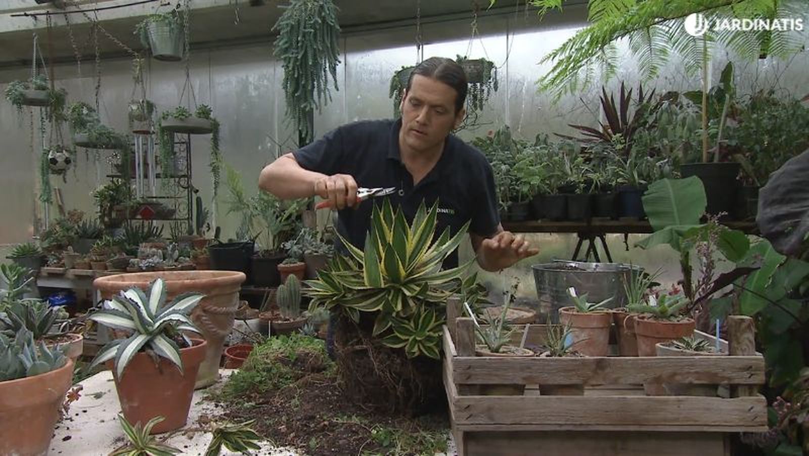 Cortar las púas con tijeras de poda