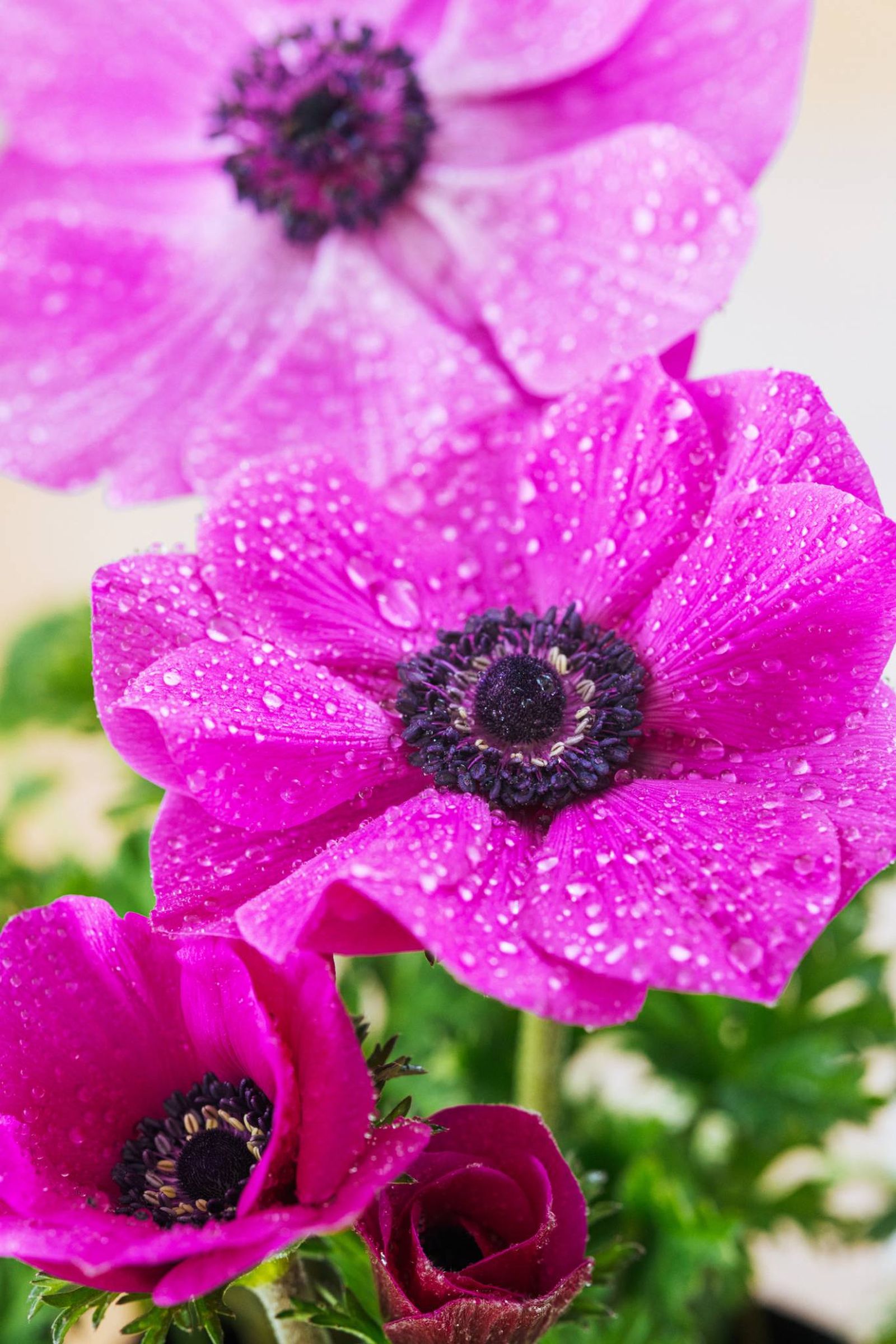 Anémona rosa.