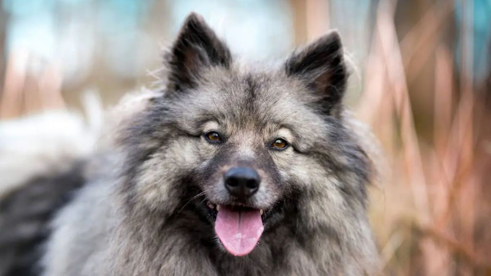 spitz aleman