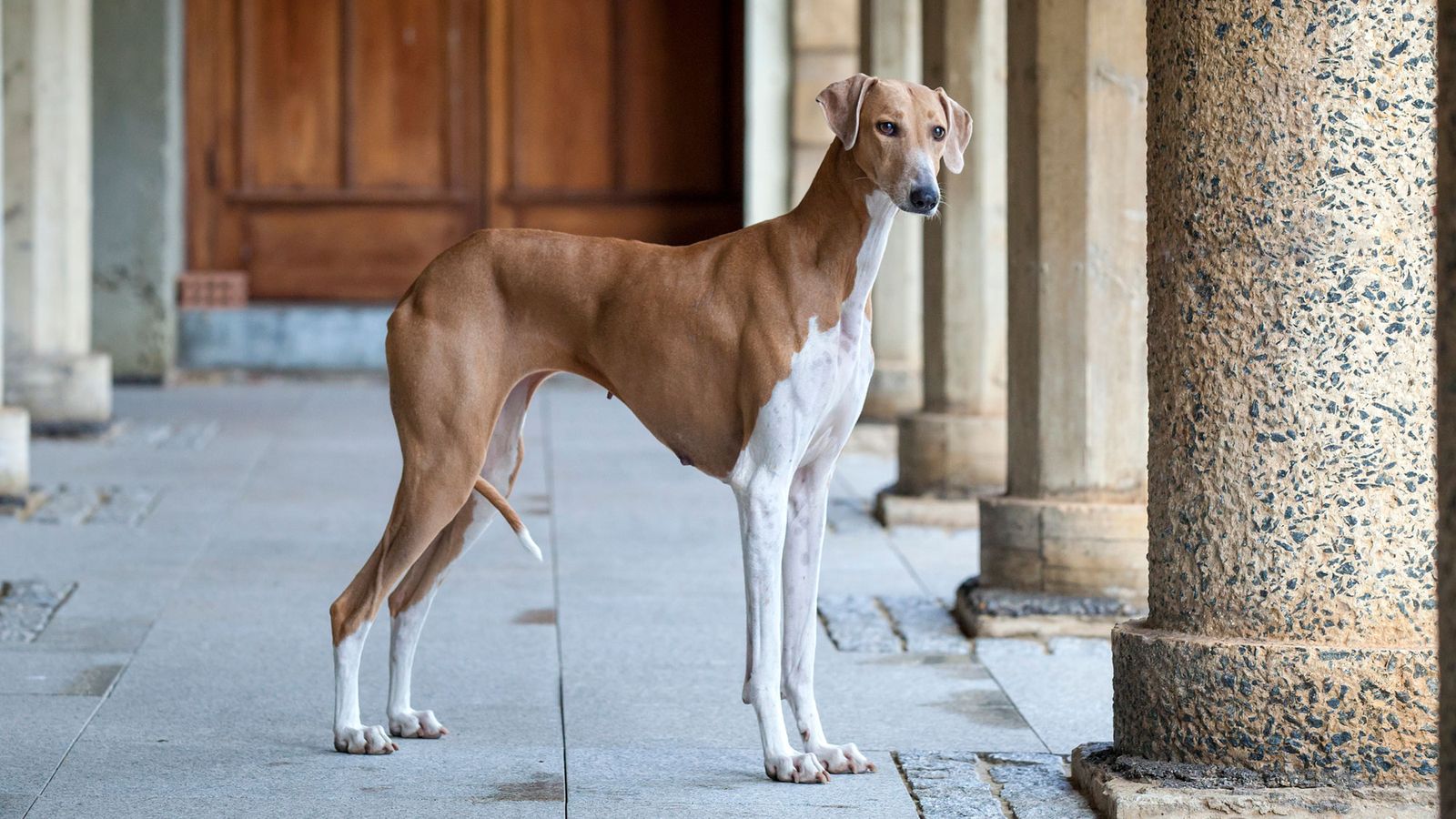 perros razas Africa Azawakh perros razas Africa Azawakh