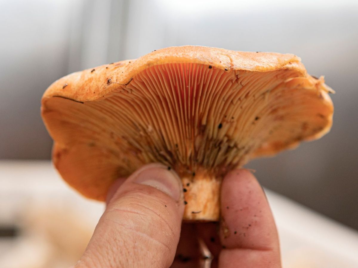 Níscalo o rovellón (Lactarius deliciosus)