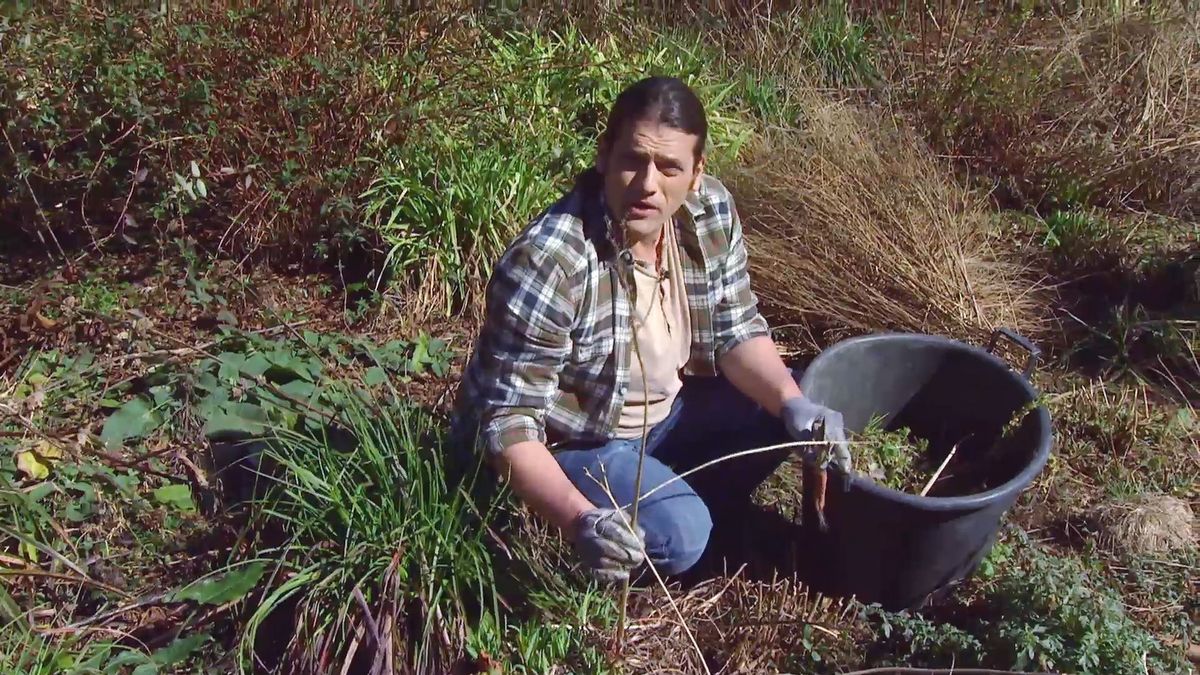 deco646 poda parterre vivaces mantillo poda hemerocallis