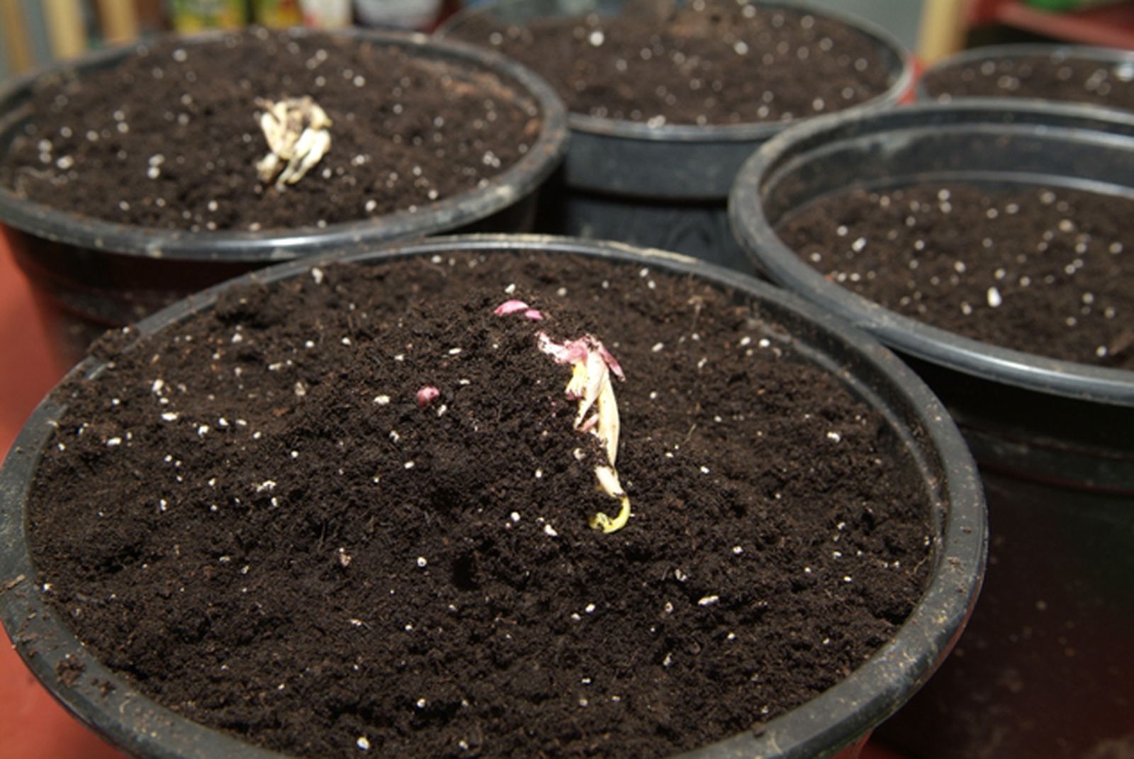 Plantaciondevivacespaso5