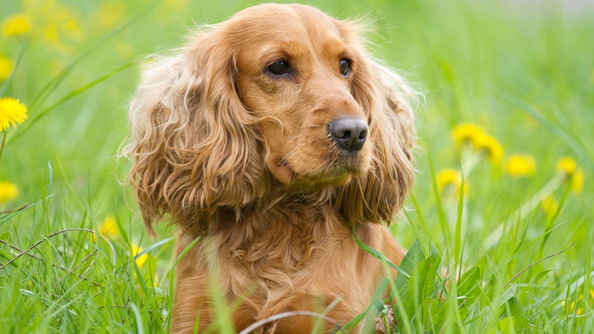 perros razas cocker spaniel