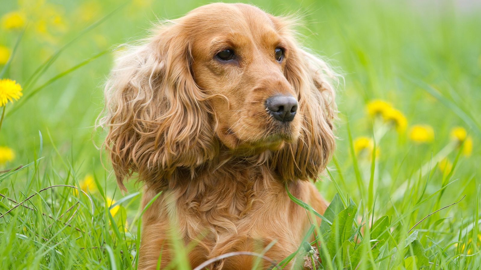 perros razas cocker spaniel perros razas cocker spaniel