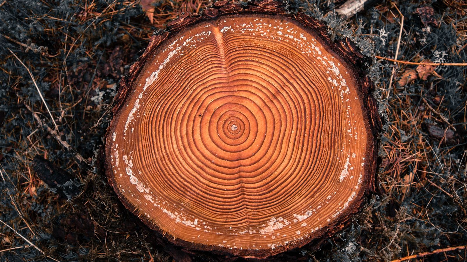 Los anillos nos permiten conocer la edad del árbol Los anillos nos permiten conocer la edad del árbol