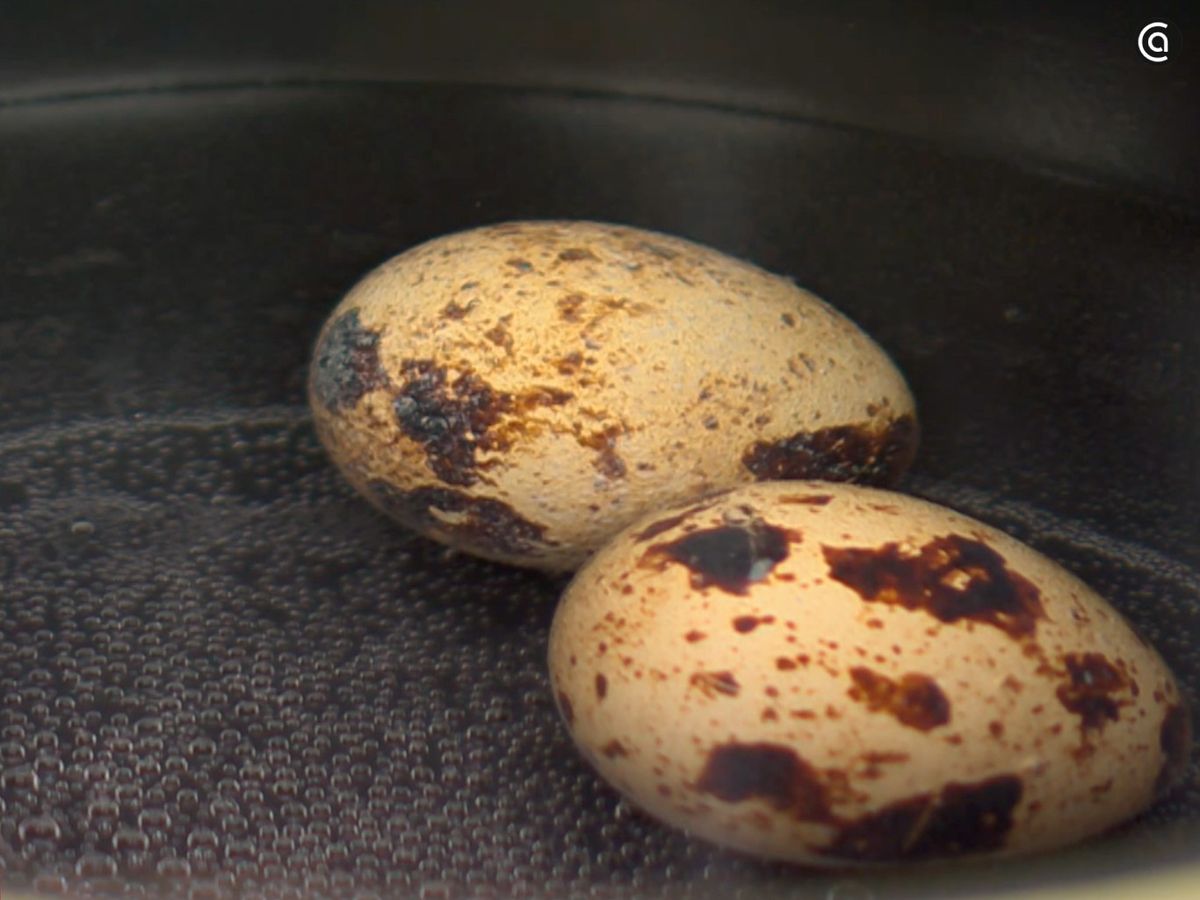 Pon a cocer los huevos de codorniz