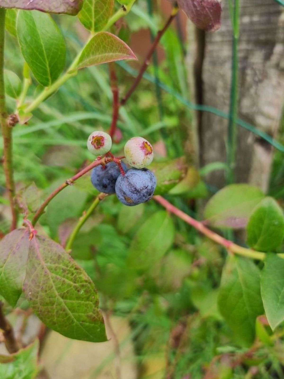 El arándano es un pequeño fruto lleno de sabor y beneficios.