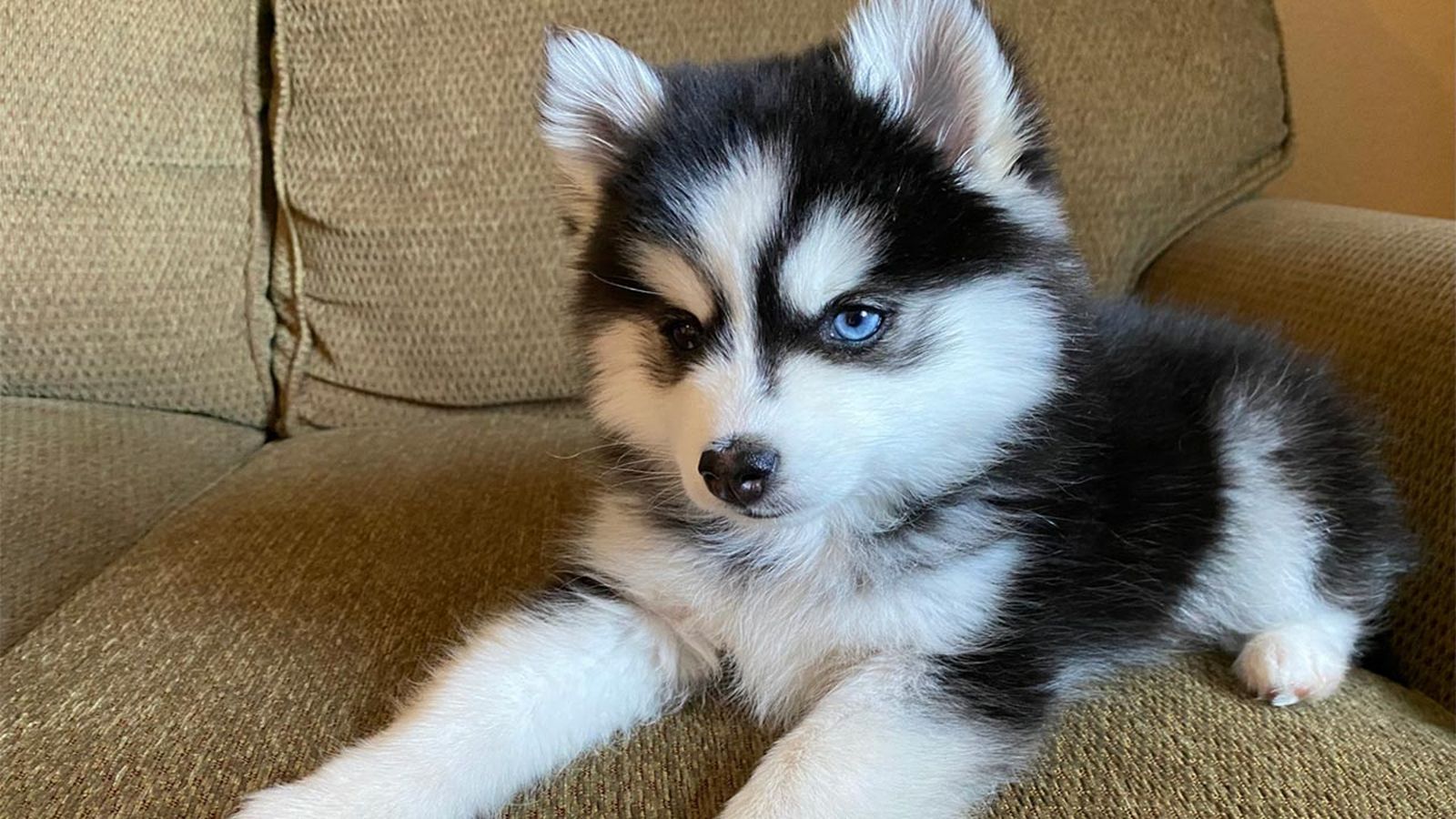 perro pomsky