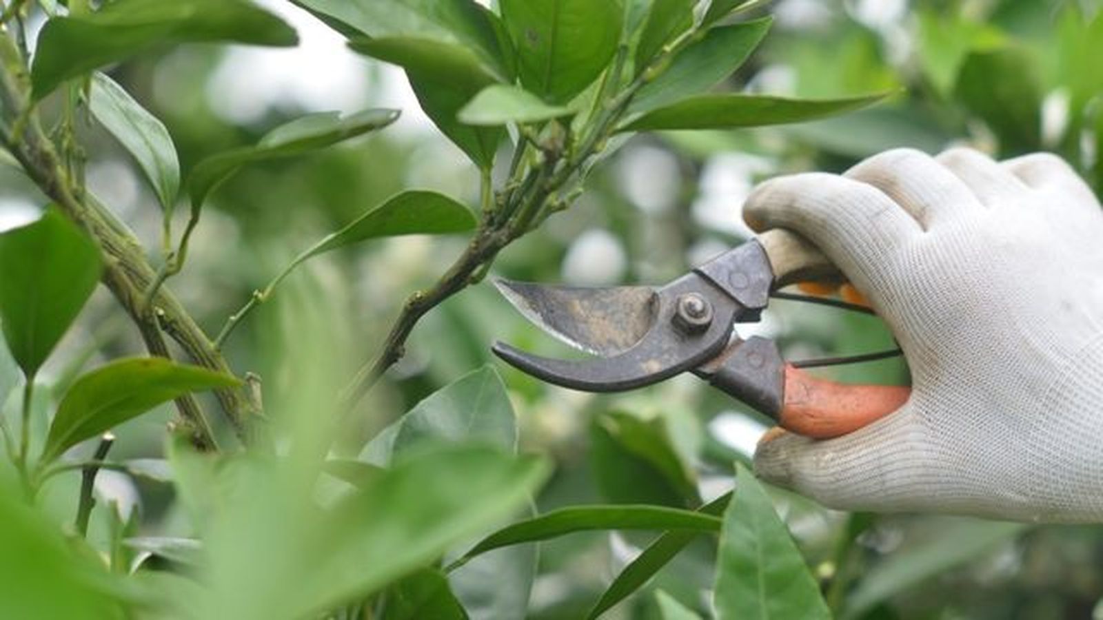 poda de arboles frutales poda de arboles frutales