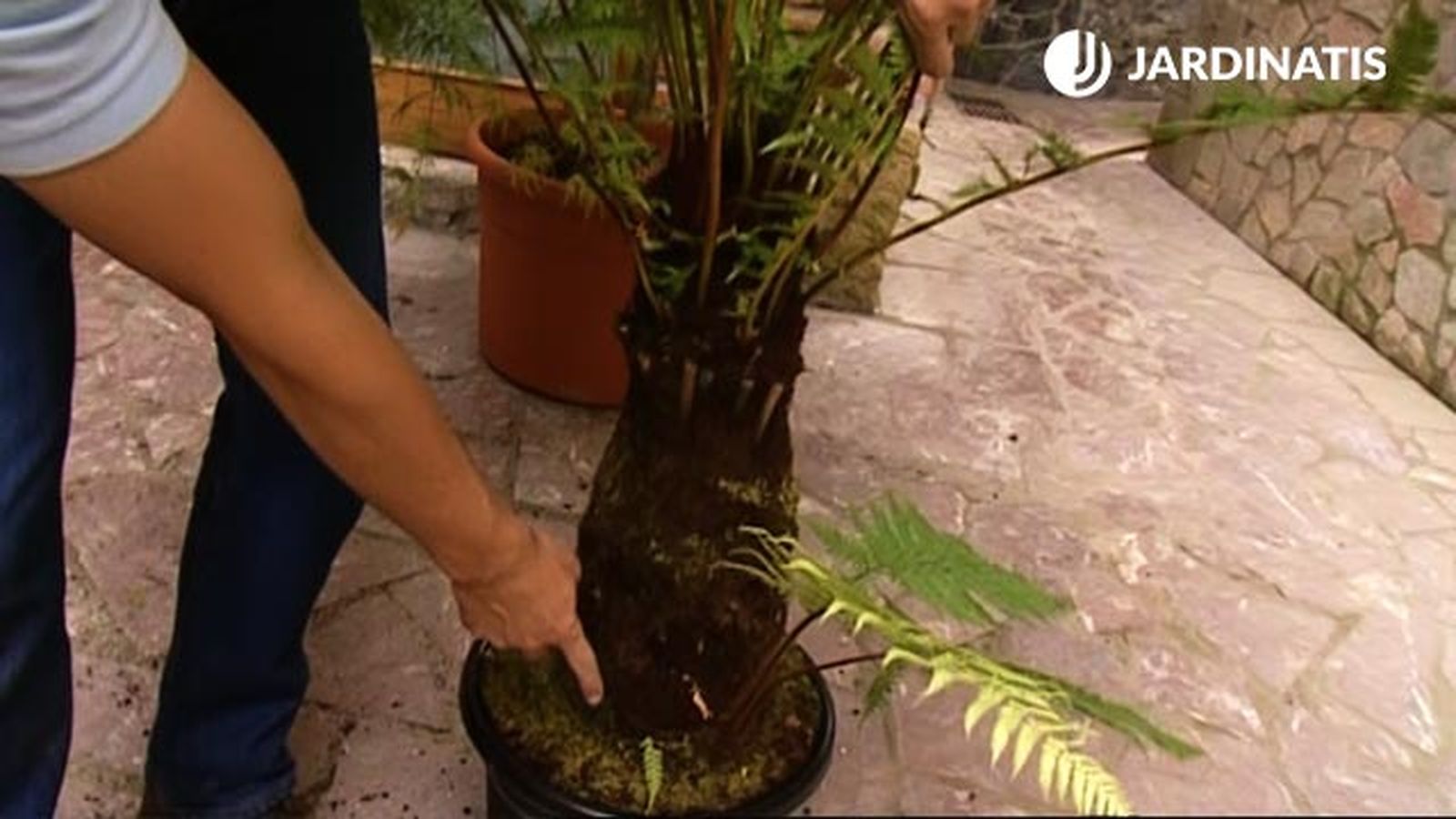 tronco de los helechos arboreos brico 463 jardin