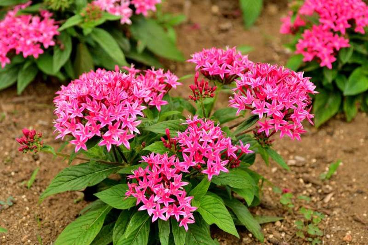 Pentas lanceolata de flor rosa en el jardín