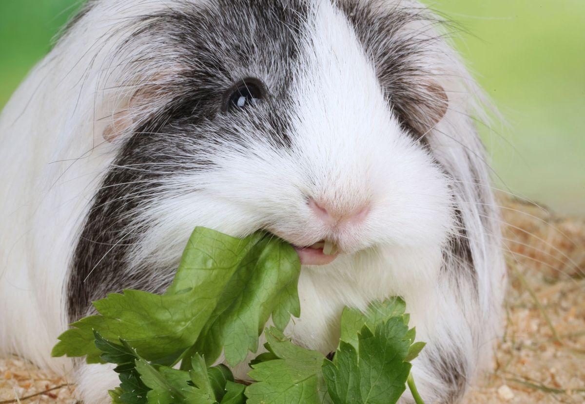 cobaya comiendo perejil