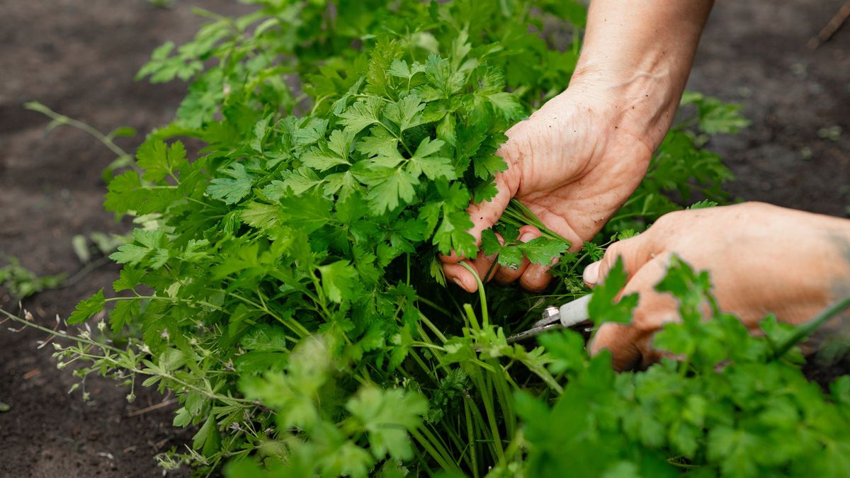 El perejil es útil para combatir plagas como los pulgones y los gusanos cornudos