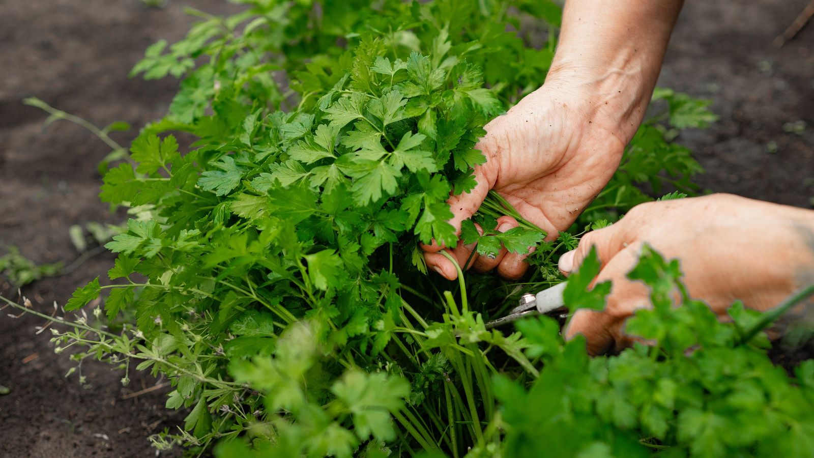 El perejil es útil para combatir plagas como los pulgones y los gusanos cornudos