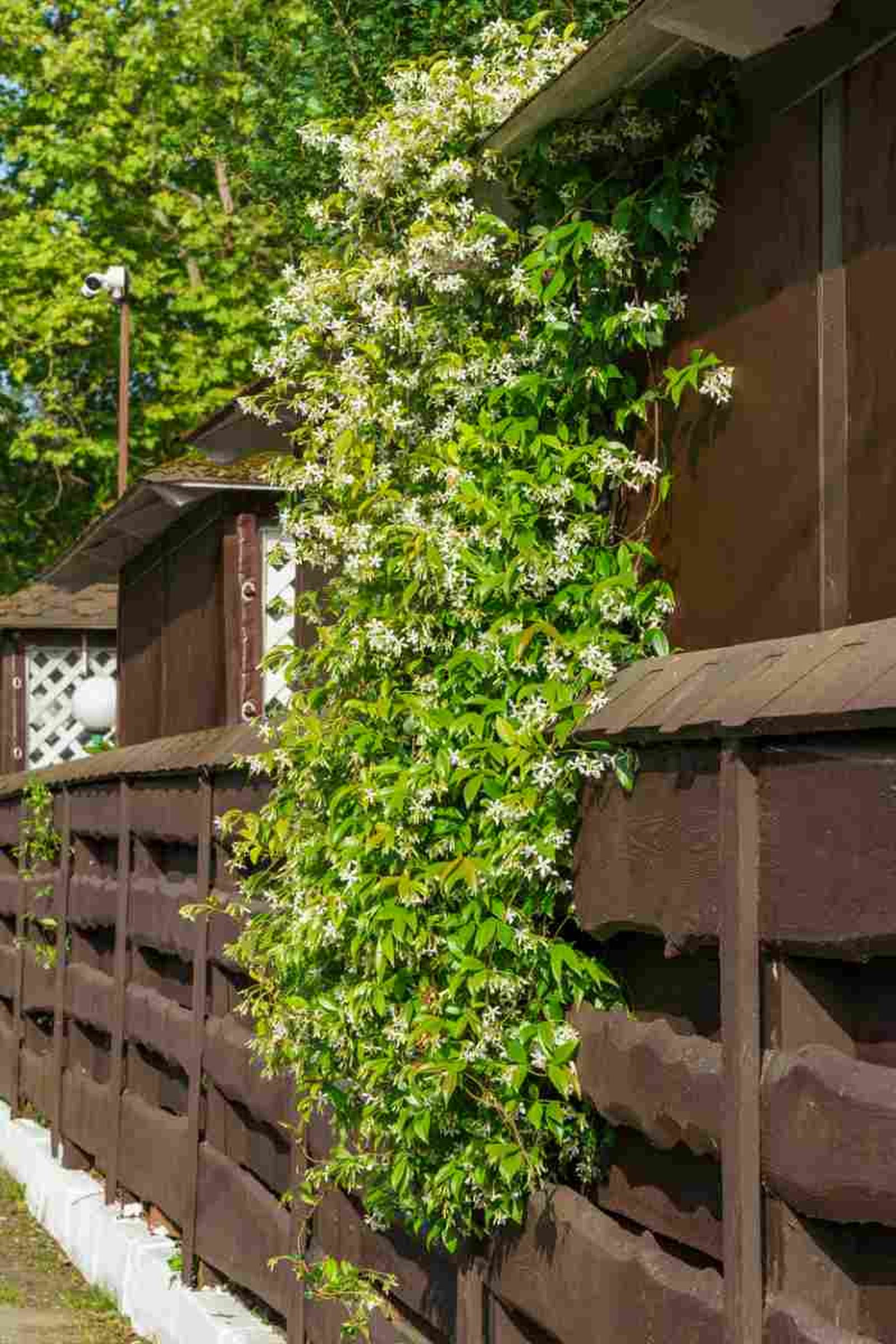 Falso jazmín (Trachelospermum jasminoides) Falso jazmín (Trachelospermum jasminoides)