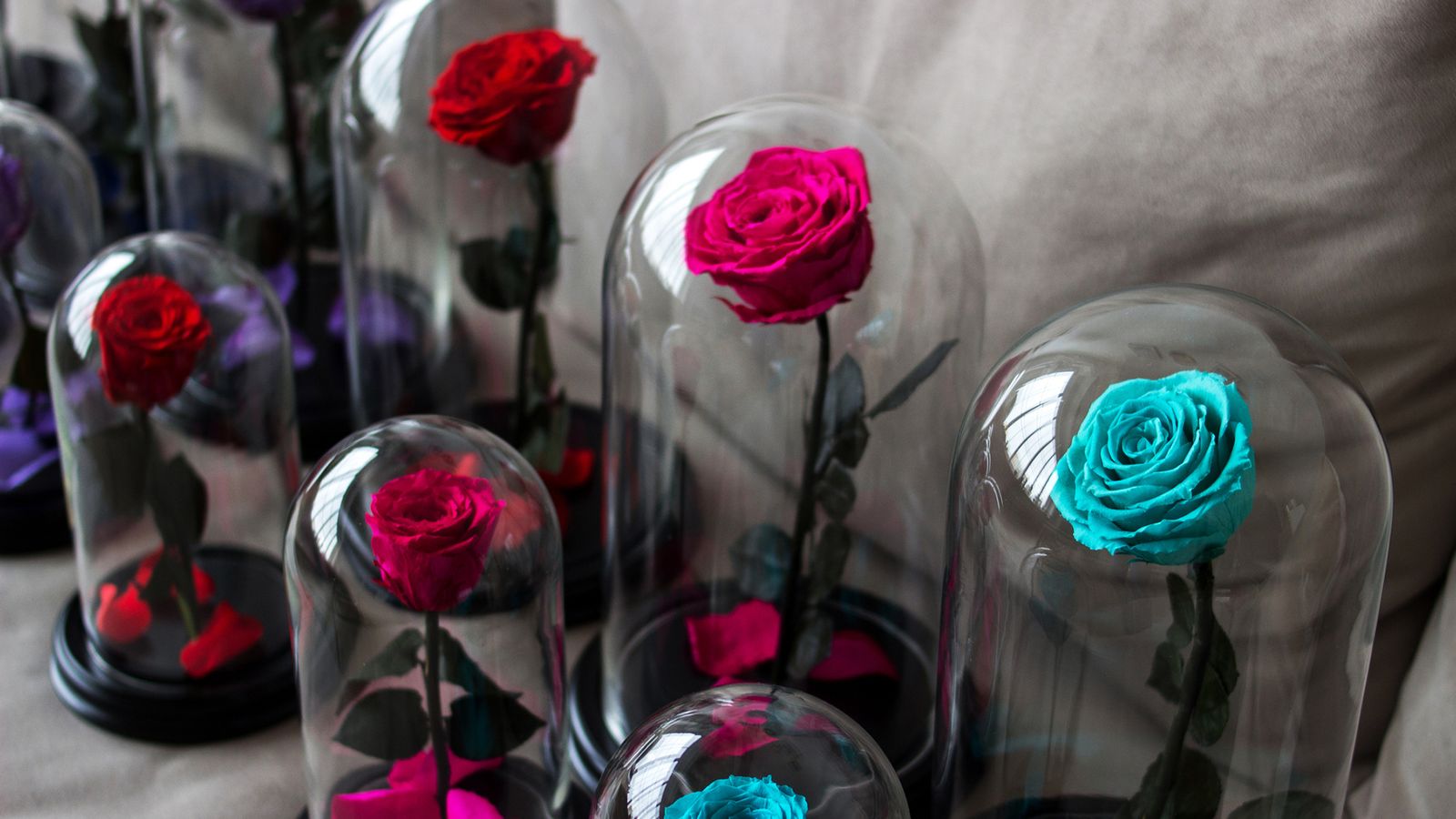 rosas preservadas colores rosas preservadas colores
